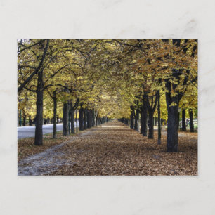 Postal Calle De Hojas