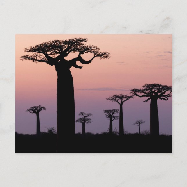 Postal Callejón de Baobabs, Madagascar, Morondava, África (Anverso)