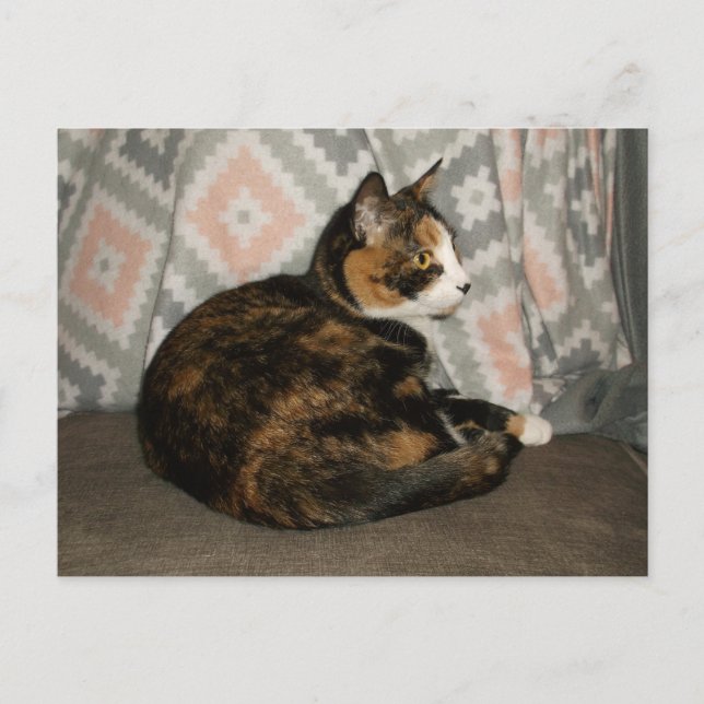Postal Callie Cat en Sofa (Anverso)
