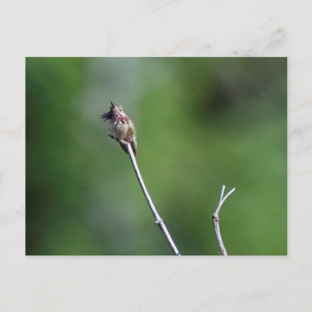 Postal Calliope Hummingbird (Anverso)