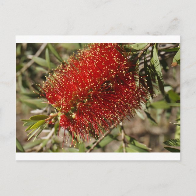 POSTAL CALLISTEMON BOTELLA ROJA BRUSH TREE FLOWER AUSTRAL (Anverso)