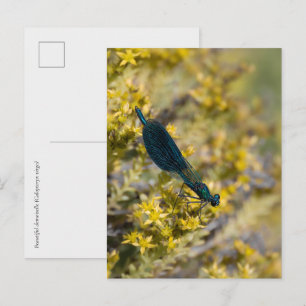 Postal Calopteryx virgo (Calopterix virgen) Caballito del