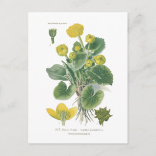 Postal Caltha palustris (Marsh marigold)
