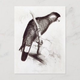 Postal Calyptorhynchus Baudinii, o Cockatoo de Baudin