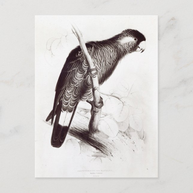 Postal Calyptorhynchus Baudinii, o Cockatoo de Baudin (Anverso)