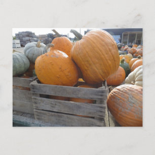 Postal Calzada de calabaza