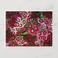 Cama de Dianthus rosado