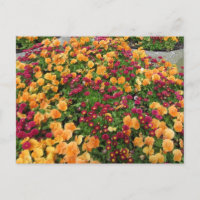 Cama de flores naranjas y rojas