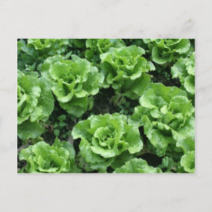 Postal Cama de lechuga