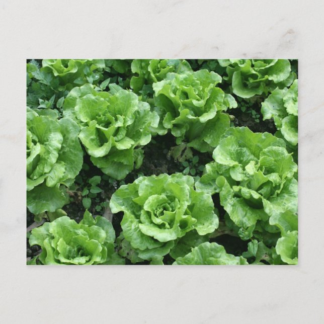 Postal Cama de lechuga (Anverso)