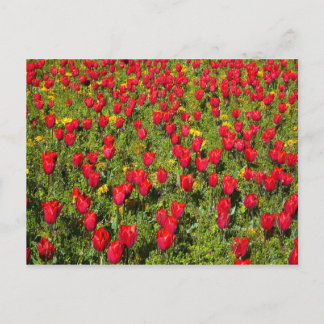 Postal Cama de tulipanes