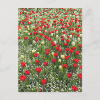 Postal Cama de tulipanes