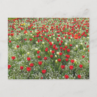 Postal Cama de tulipanes