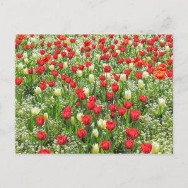 Postal Cama de Tulipanes, Jardines Gorsedd, Cardiff, Gale