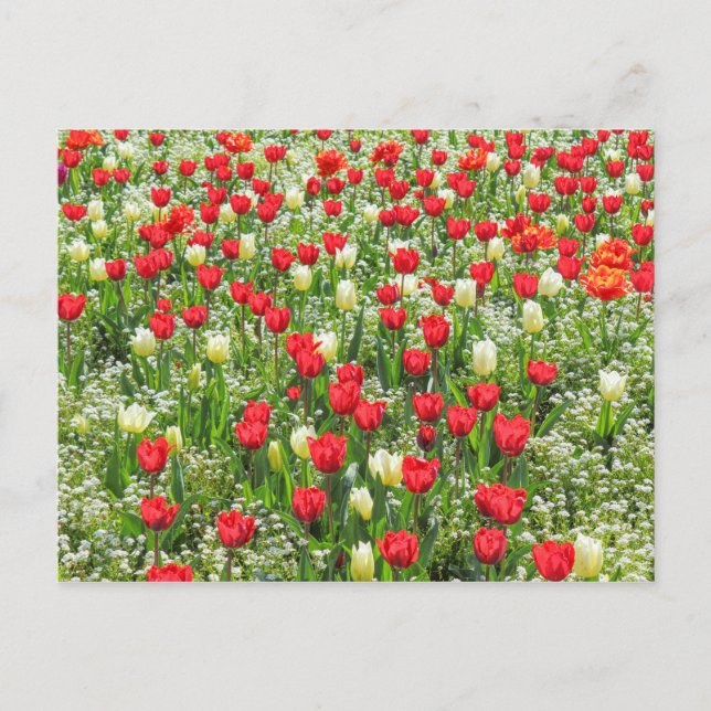 Postal Cama de Tulipanes, Jardines Gorsedd, Cardiff, Gale (Anverso)