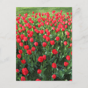 Postal Cama de Tulipanes Rojos 01