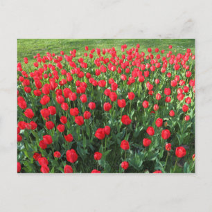 Postal Cama de Tulipanes Rojos 01