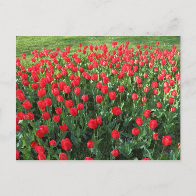 Postal Cama de Tulipanes Rojos 01 (Anverso)