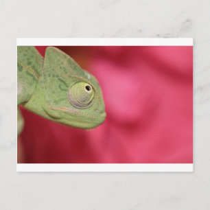 Postal camaleón