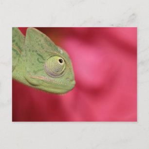 Postal camaleón