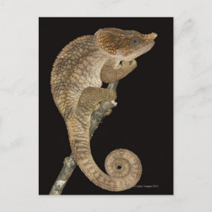 Postal Camaleón de cuerno corto (Calumma brevicornis)