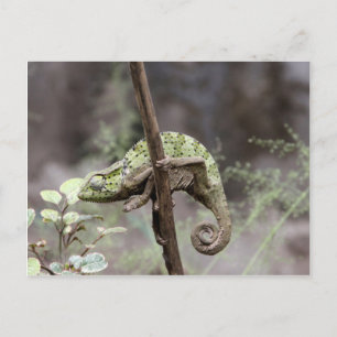 Postal Camaleón Senegal, Chamaeleo senegalensis