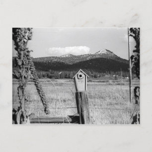 Postal Cámara de Bluebird