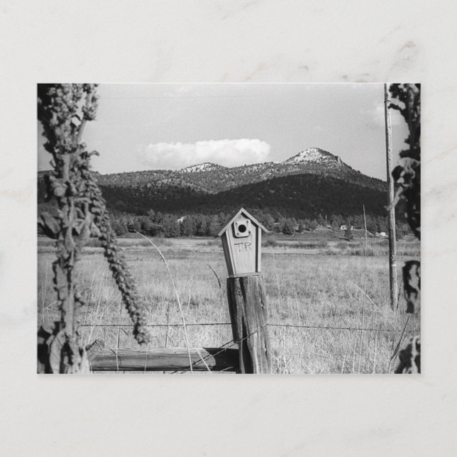 Postal Cámara de Bluebird (Anverso)