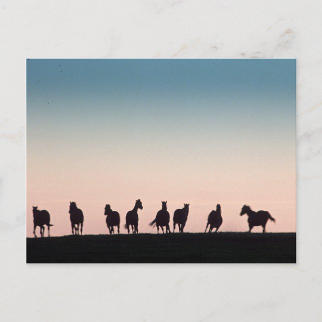 Postal ¡Cámara Shy! (Anverso)