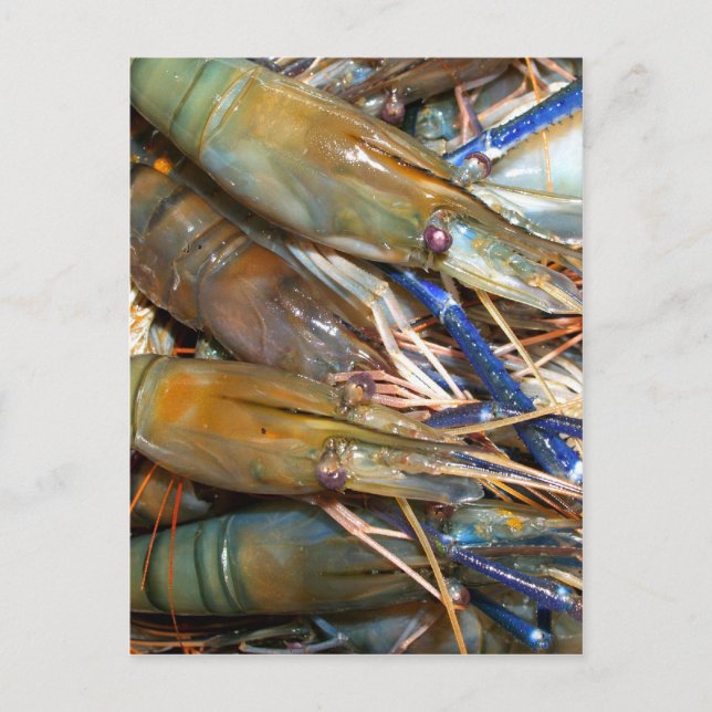 Postal camarón (Anverso)