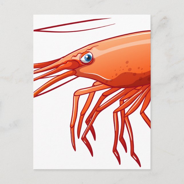 Postal Camarón (Anverso)