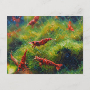 Postal Camarones cereza rojos con algas filamentosas