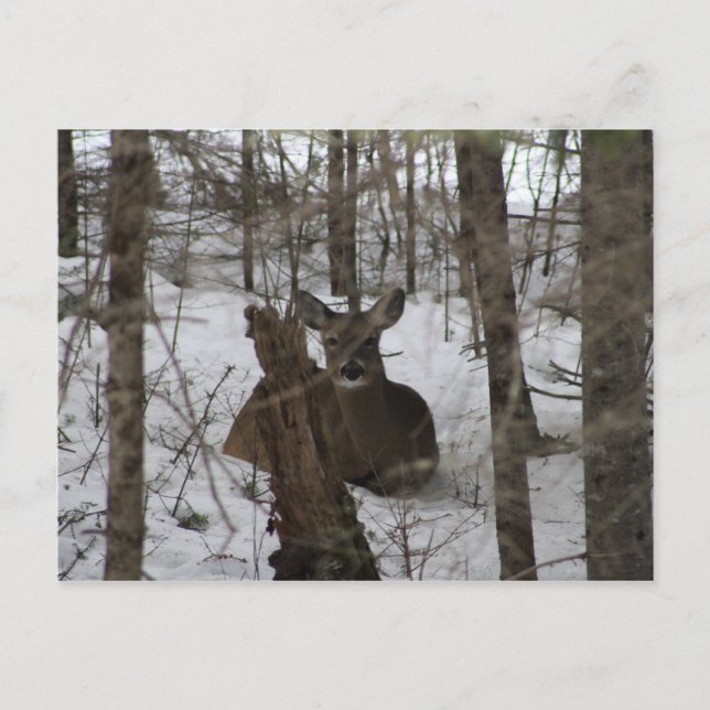 Postal Camas abajo en Haynesville, Maine (Anverso)