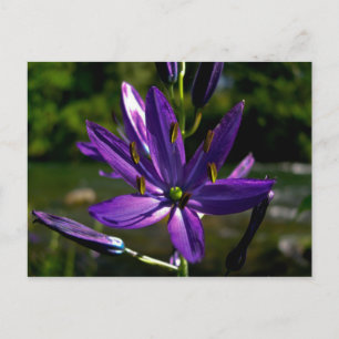 Postal Camas comunes 01