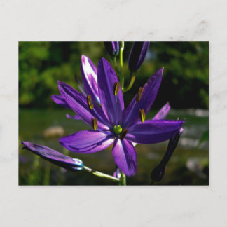 Postal Camas comunes 01