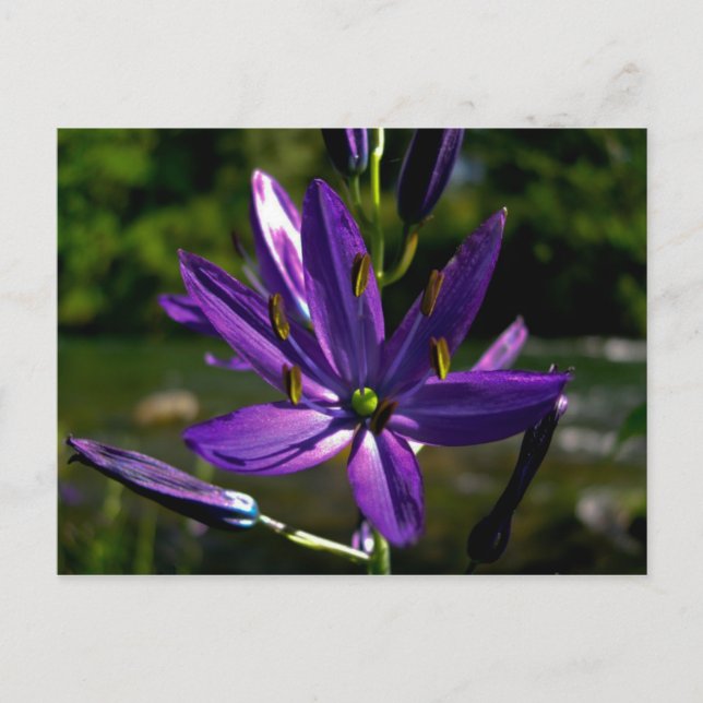 Postal Camas comunes 01 (Anverso)