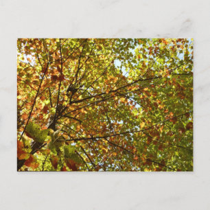 Postal Cambiante color de otoño verde y dorado del arce