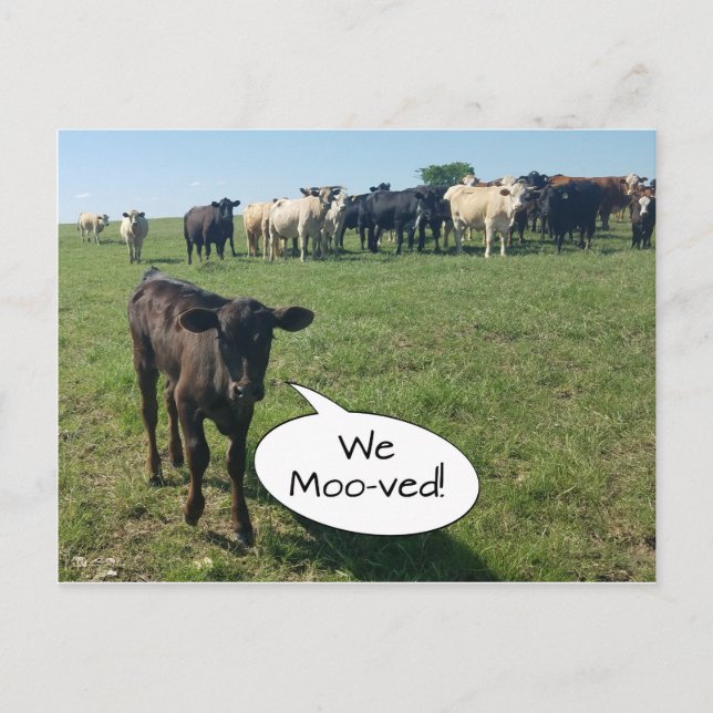 Postal Cambio de dirección de vaca que hemos movido (Anverso)