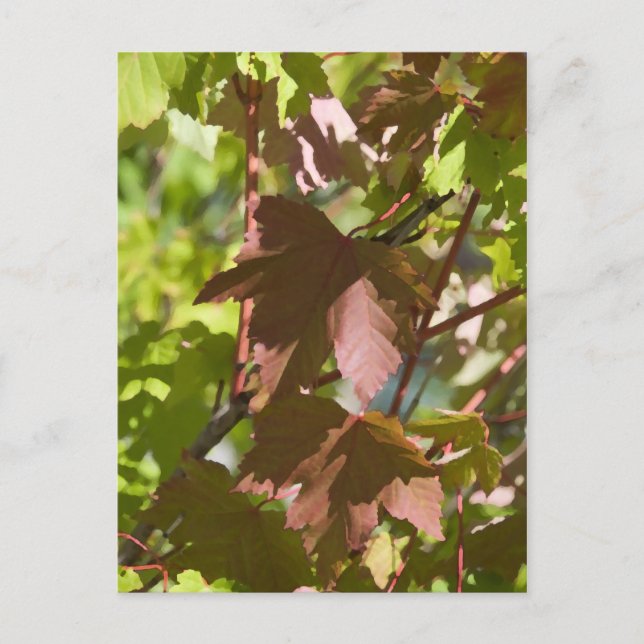 Postal Cambio de hojas de otoño (Anverso)