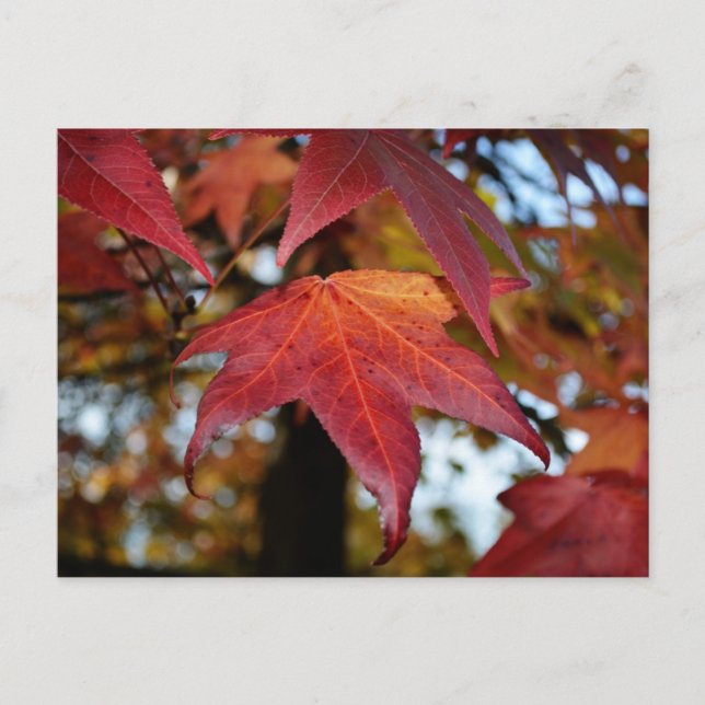 Postal Cambio de hojas del otoño (Anverso)