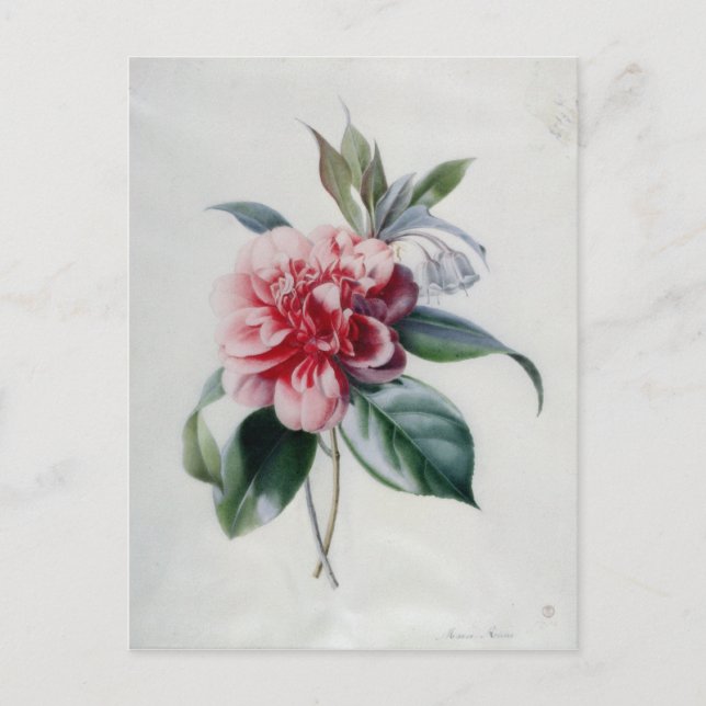 Postal Camelia (Anverso)