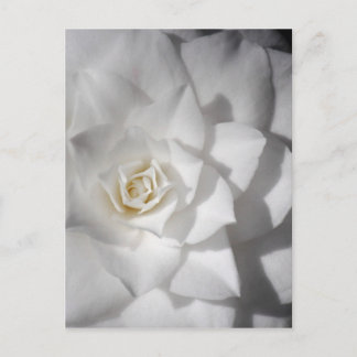 Postal Camelia blanca