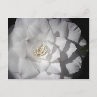 Postal Camelia blanca