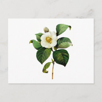 Postal Camelia blanca de Pedro José Redoute