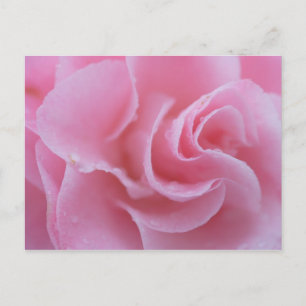 Postal Camelia Común Rosa