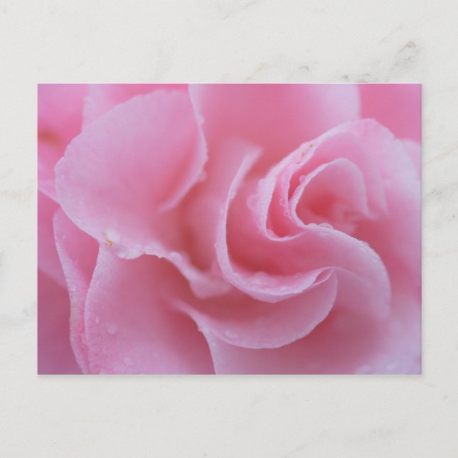 Postal Camelia Común Rosa (Anverso)