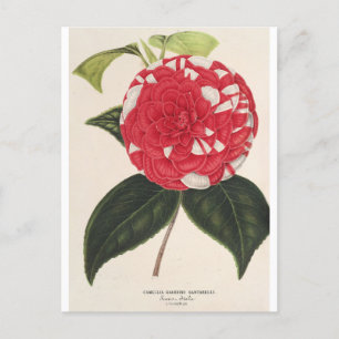 Postal Camelia Giardino Santarel por Charles Lemaire