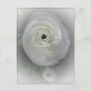 Postal Camelia japonesa