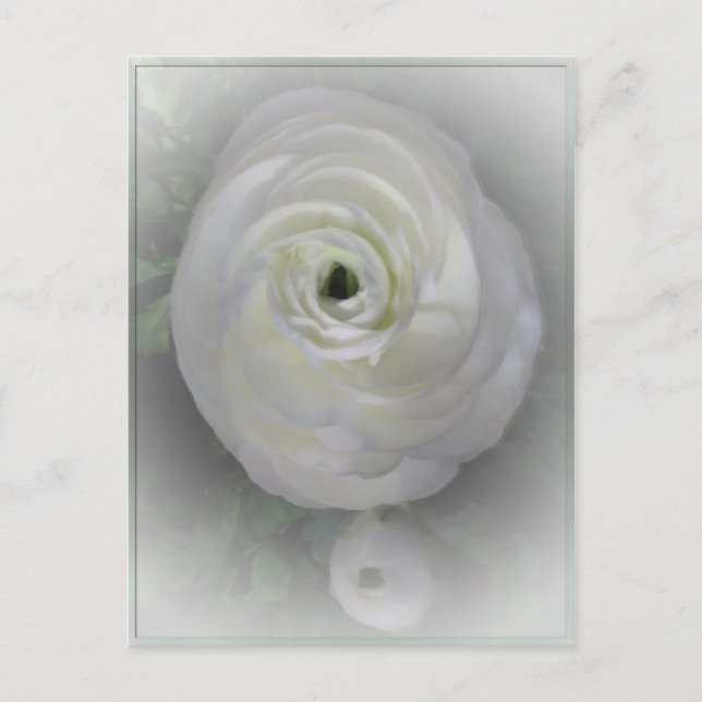 Postal Camelia japonesa (Anverso)