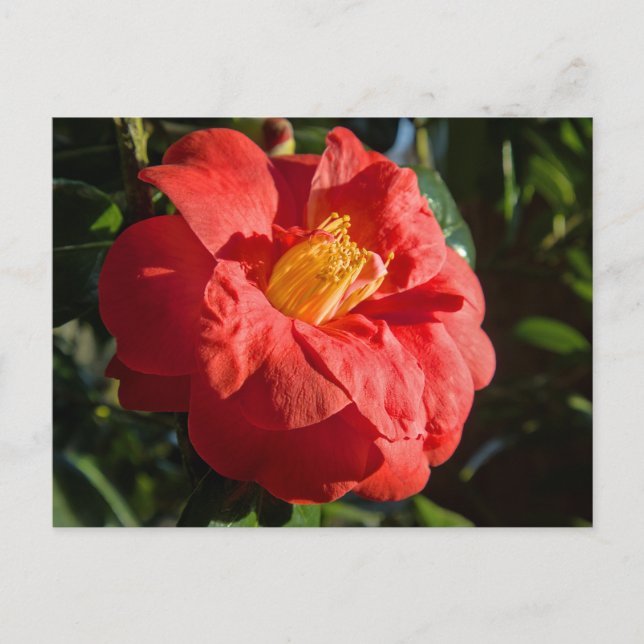 Postal Camelia Roja. Bute Park, Cardiff, Gales (Anverso)